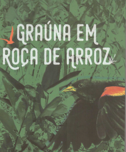 Graúna em roça de arroz
